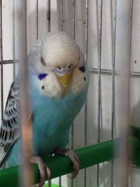 Sesso del mio cocorito